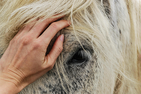 A horse has its head massaged.