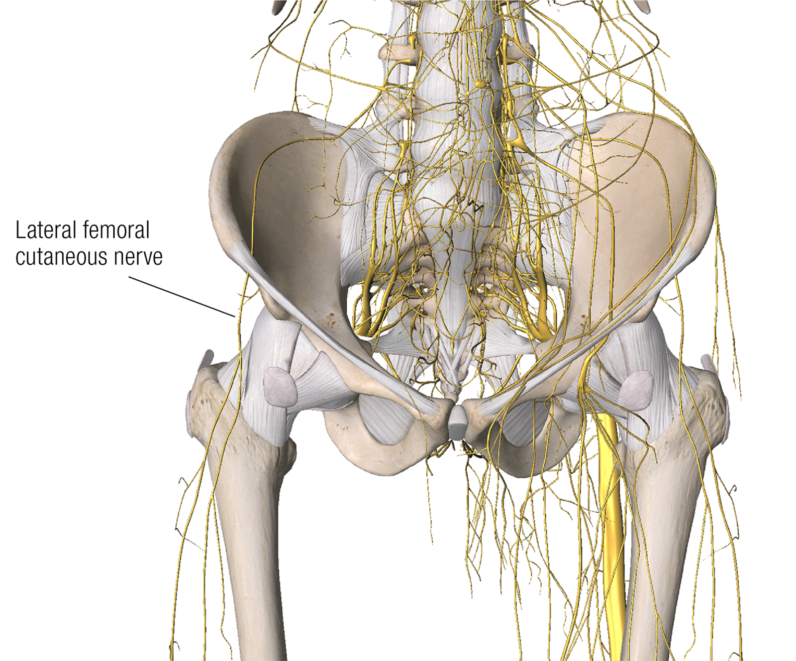 ND16_ScienceofNerves6