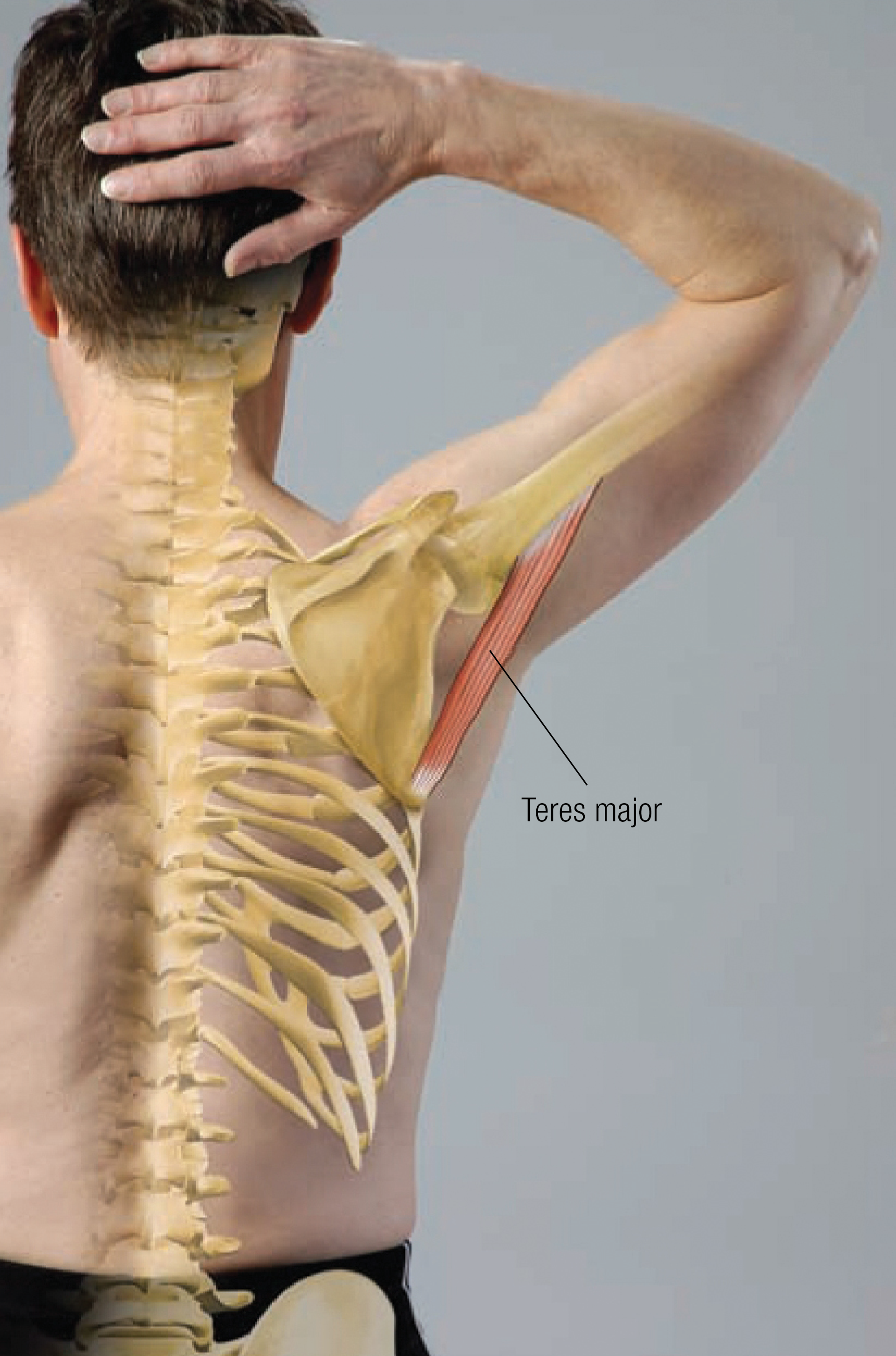 MA_14_FunctionalAnatomy1_1600 MA_14_FunctionalAnatomy1_1600