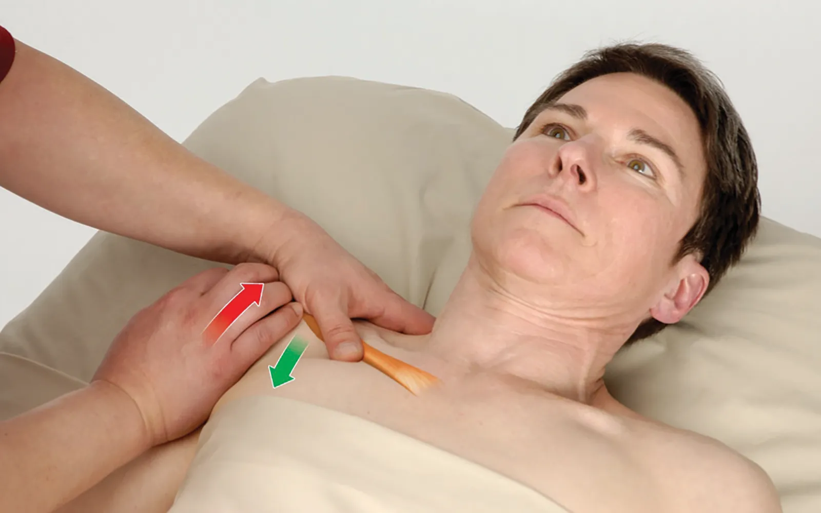 JA_15_FunctionalAnatomy_Secondary1_1600