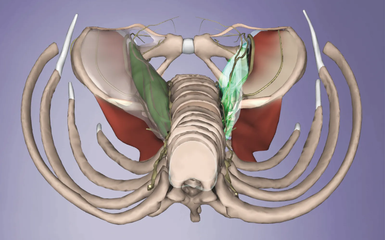 JA_15_MyofascialTil1_Main_1600