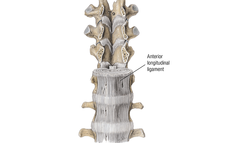 MJ_19_ClinicalExplorations3_800