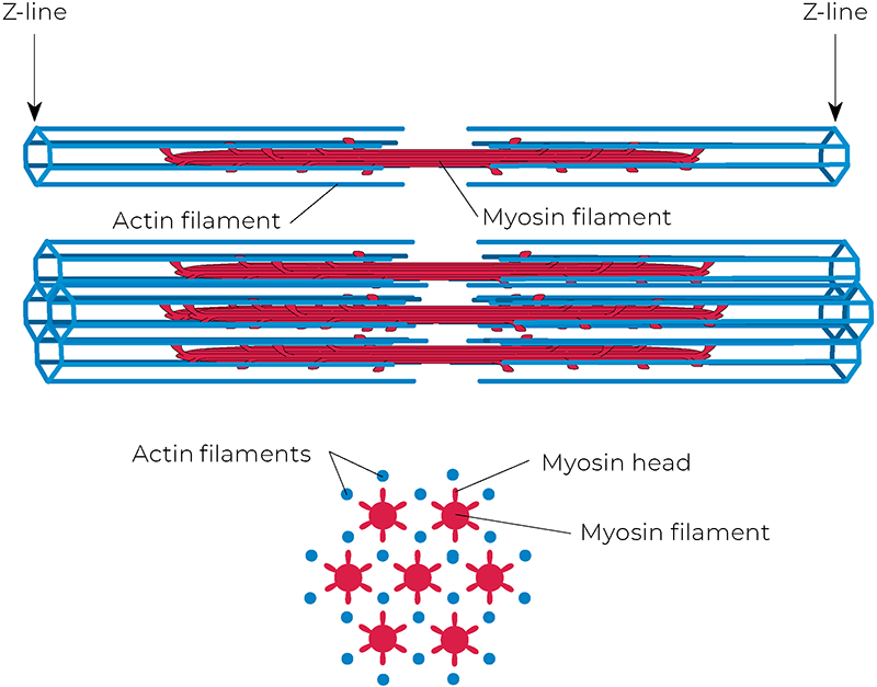 AUT_26_TissueTension5_800 AUT_26_TissueTension5_800