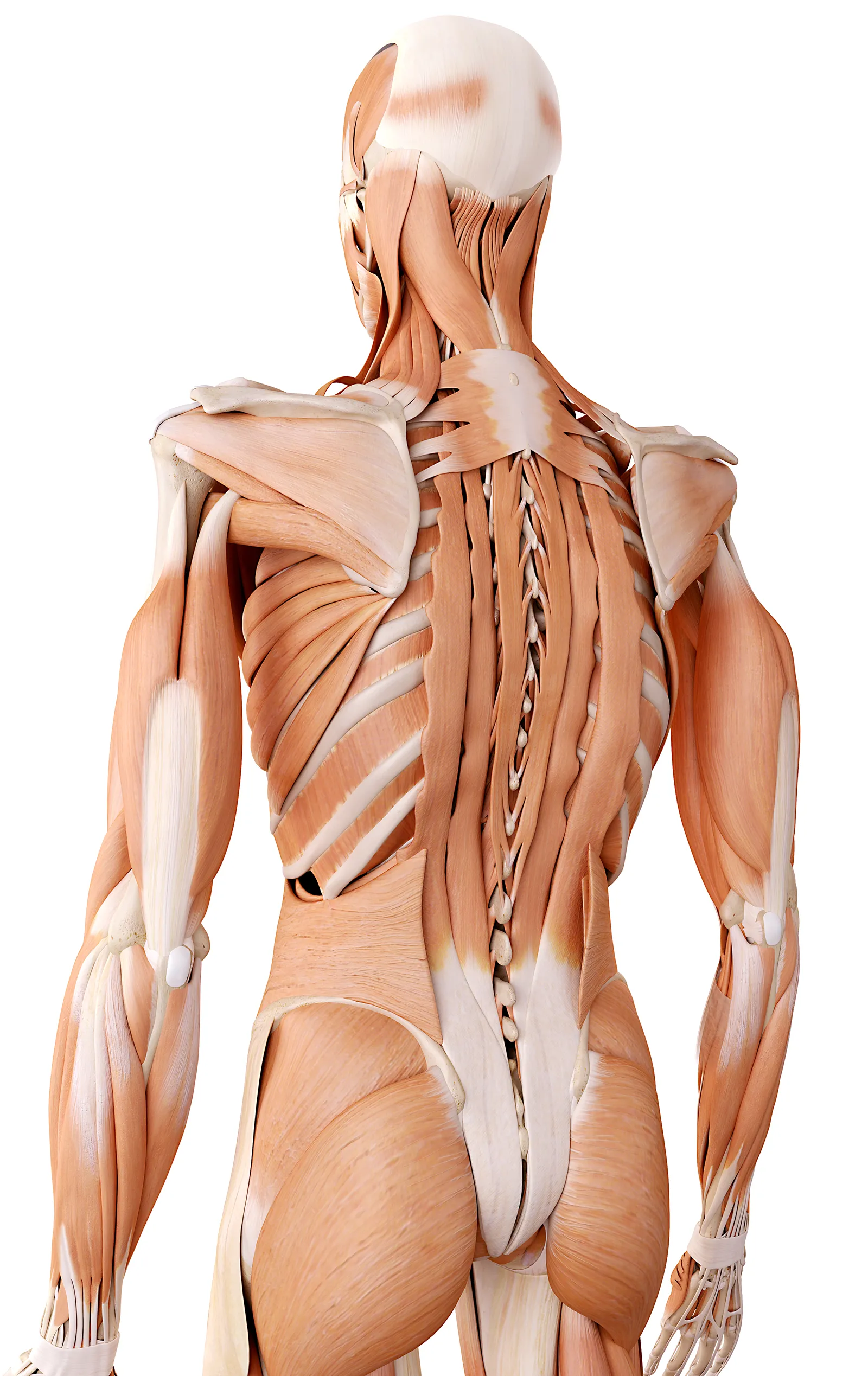 MA_16_FunctionalAnatomy_Main_shutterstock_1600 MA_16_FunctionalAnatomy_Main_shutterstock_1600