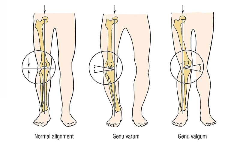 MA_19_FunctionalAnatomy4_800