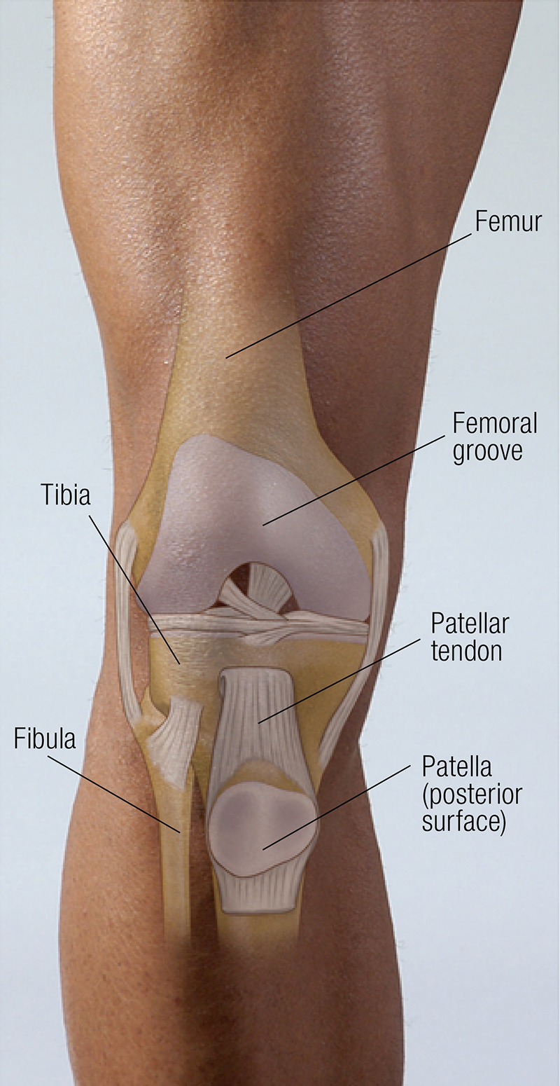 MA_19_FunctionalAnatomy2_800