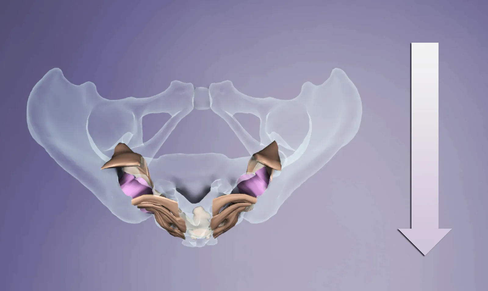 ND16_Myofascial5