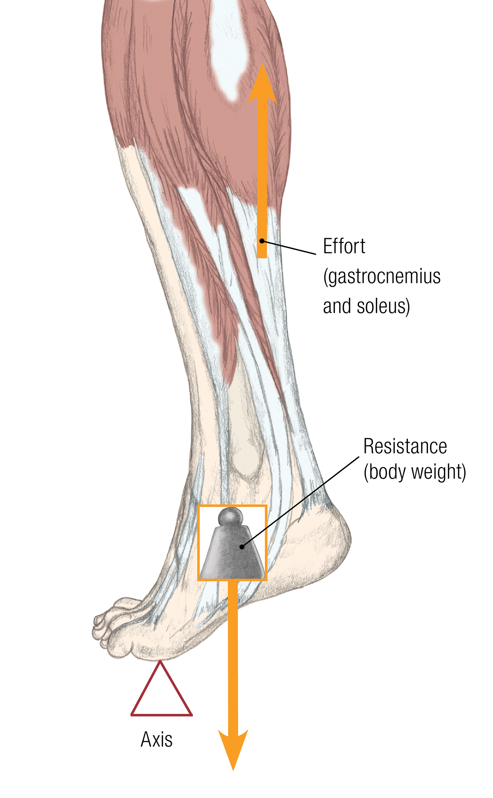JF_15_Biomechanics21_ToeLever_1600 JF_15_Biomechanics21_ToeLever_1600