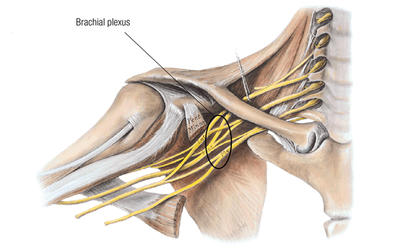 MA17_Nerves3 MA17_Nerves3