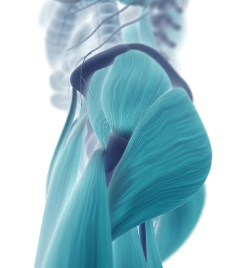 MA_19_FascialDysfunction_iStock-544967958_800 MA_19_FascialDysfunction_iStock-544967958_800