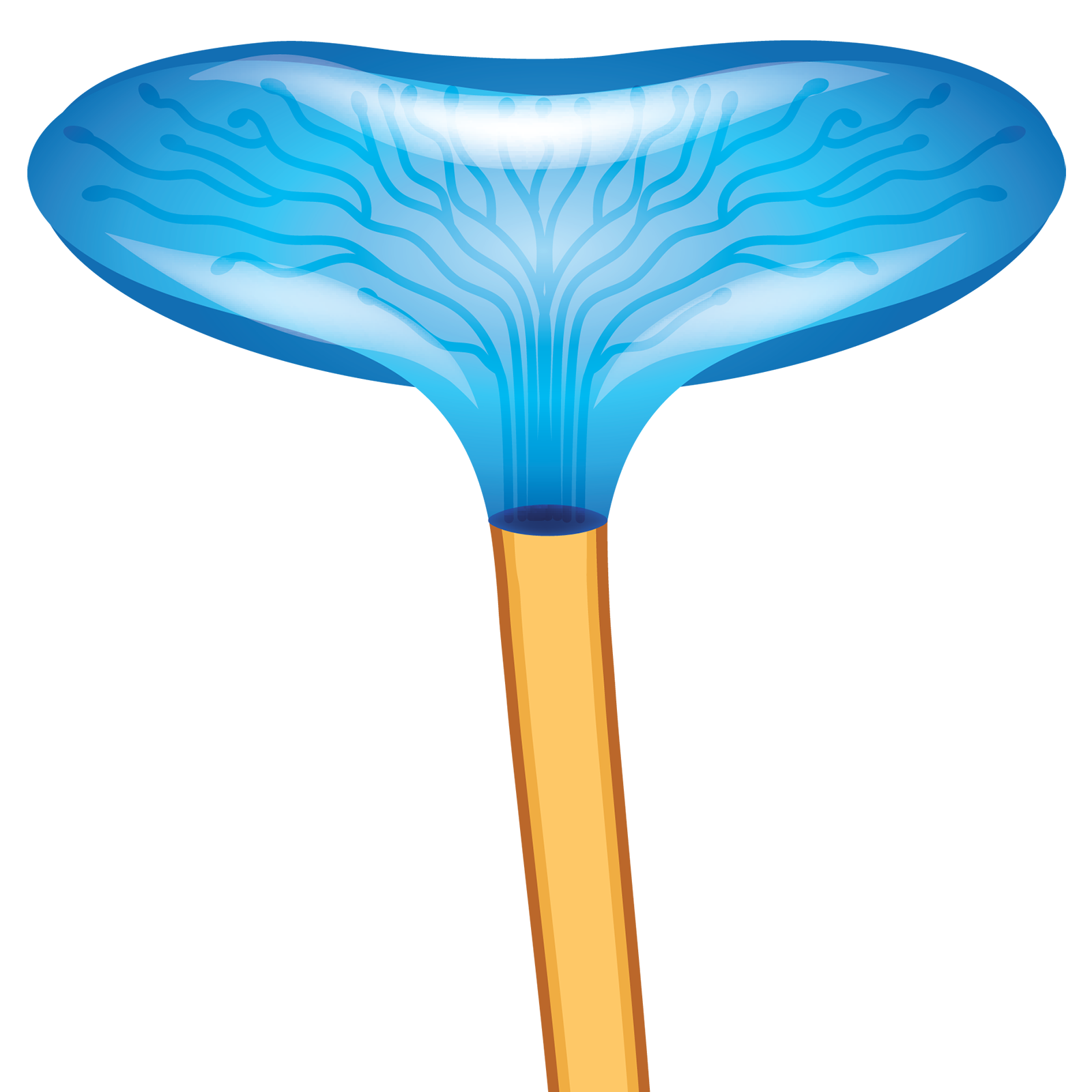 SO_16_FunctionalAnatomy1