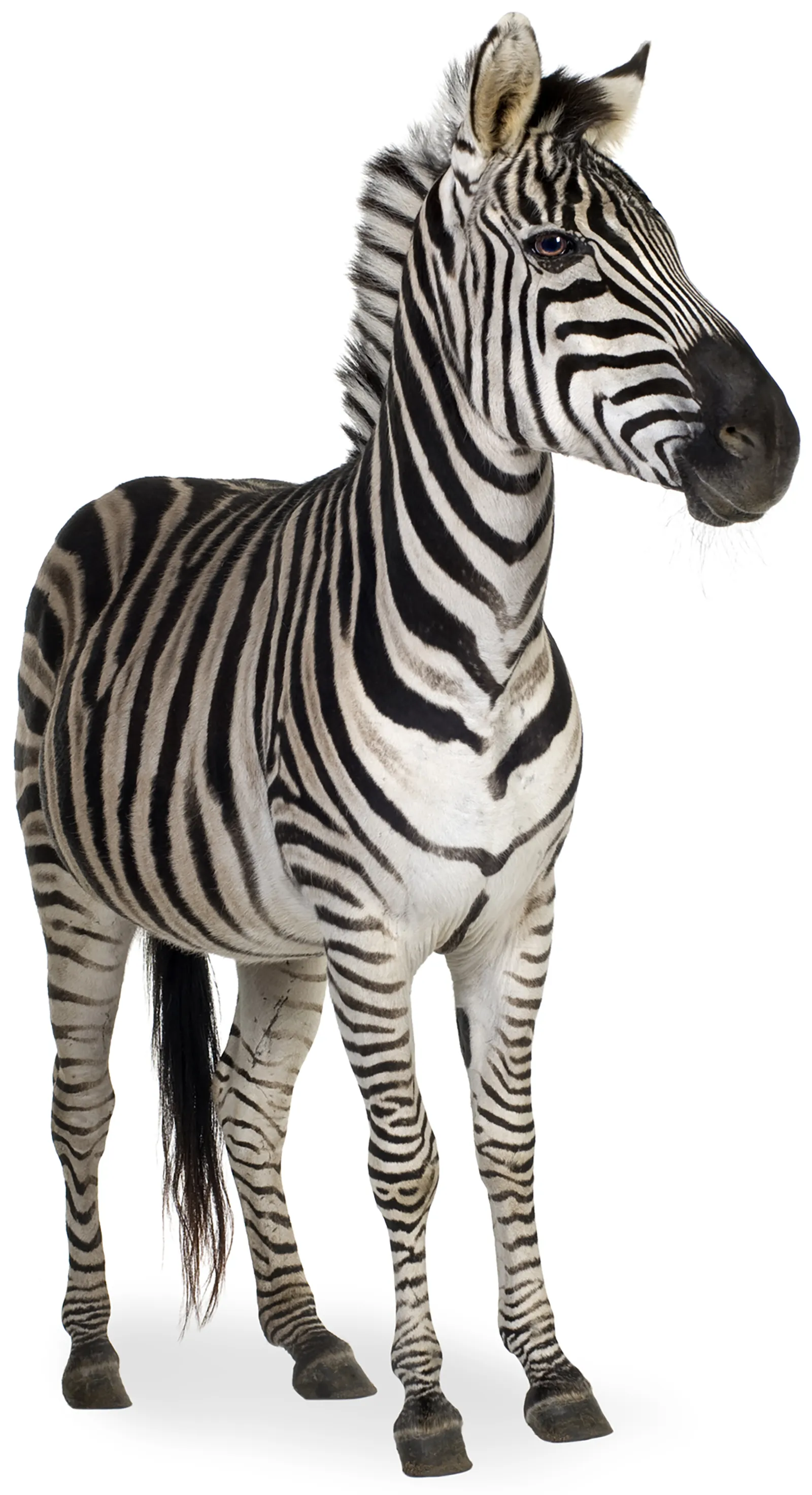 ND19_Ehlers-Danlos Syndrome