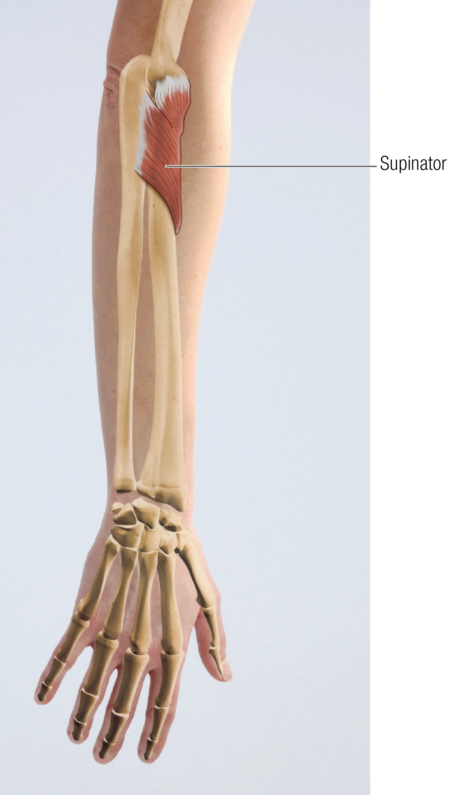 MJ_15_FunctionalAnatomy_Main_1600 MJ_15_FunctionalAnatomy_Main_1600