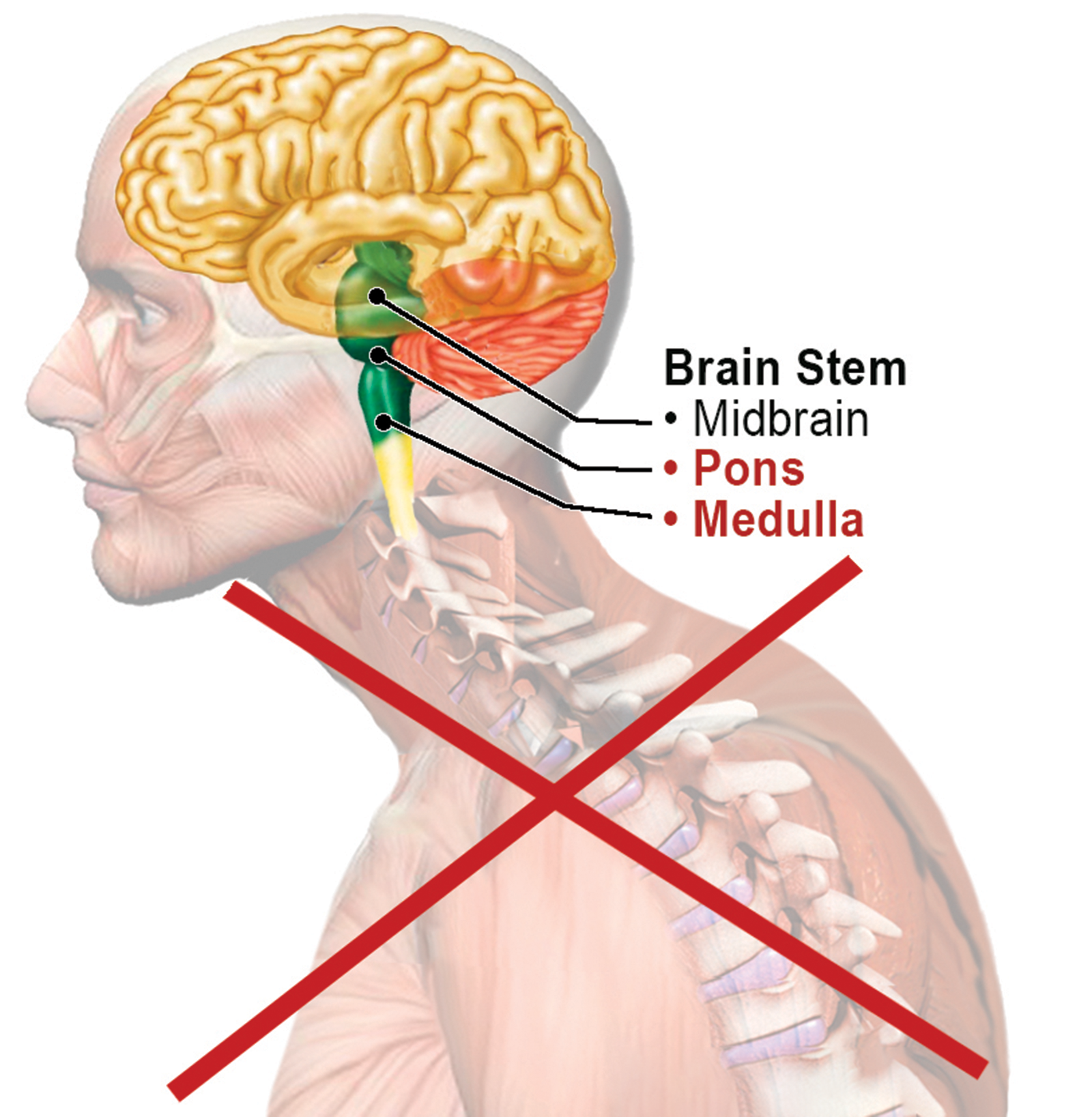 Postural Plasticity Teaser Image