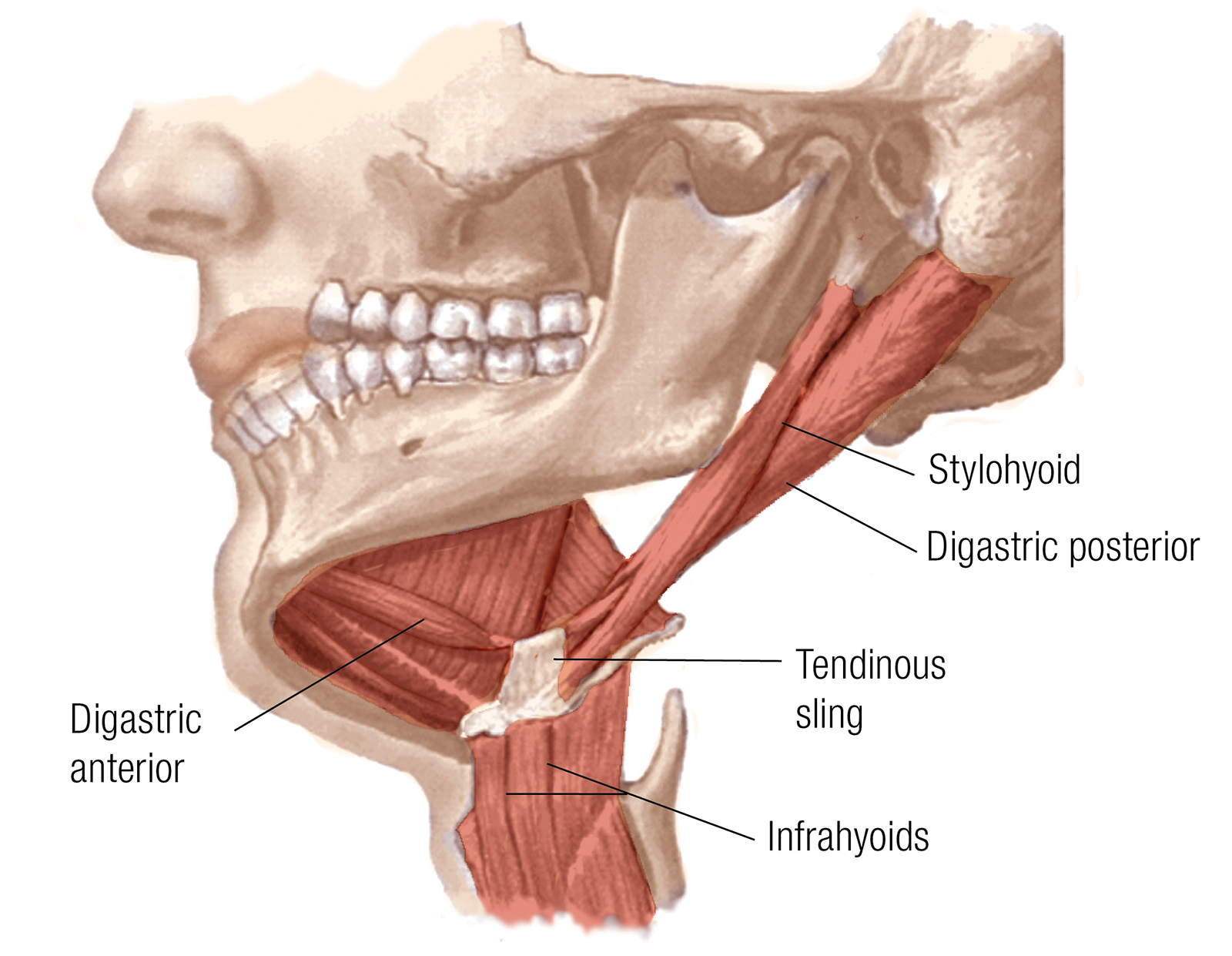 JF_15_Myoskeletal5_1600 JF_15_Myoskeletal5_1600