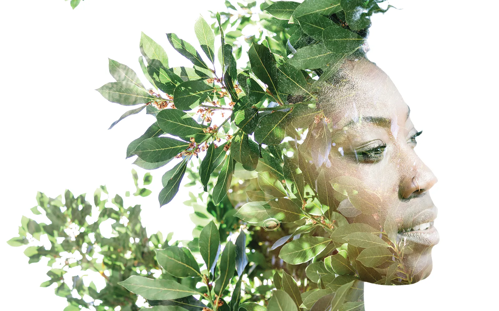 Tapping into the Wood Wide Web Teaser Image