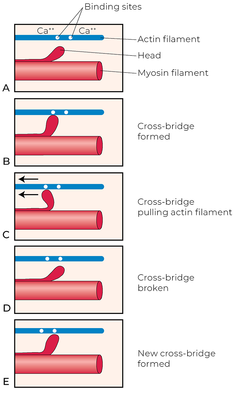 AUT_26_TissueTension8_800 AUT_26_TissueTension8_800