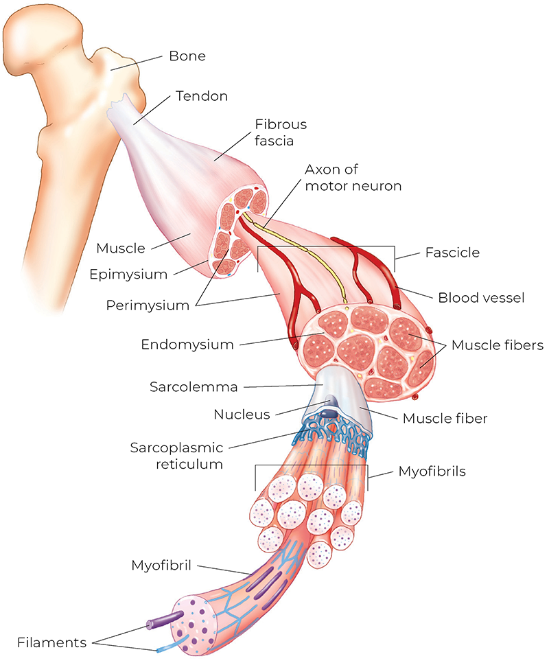 AUT_26_TissueTension3_800 AUT_26_TissueTension3_800
