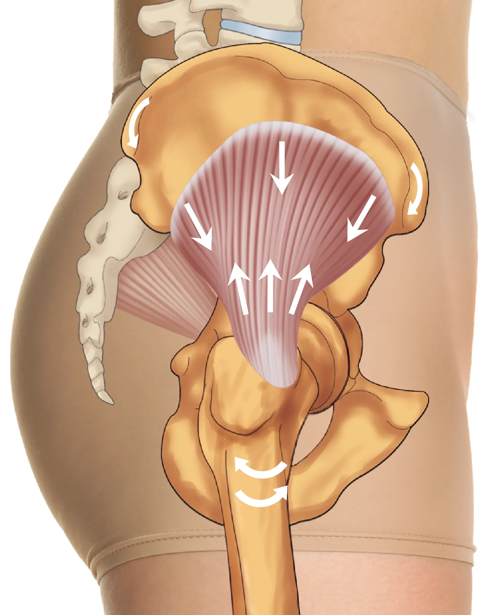 JA_15_GluteAnatomy3_1600