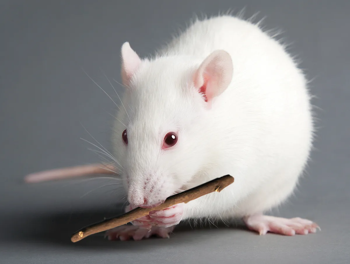 SO20_Rethinking the Body Stress Response_Main SO20_Rethinking the Body Stress Response_Main