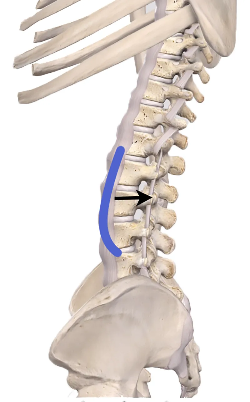 JF20_Lumbar Spine3