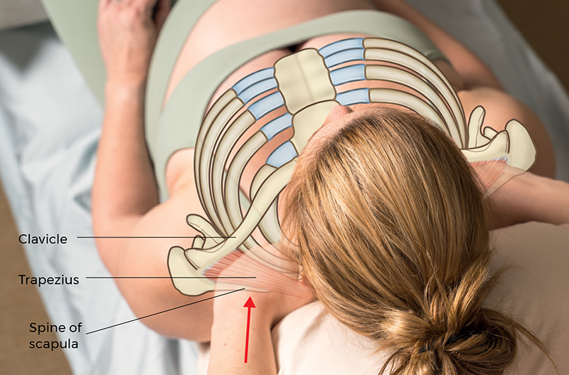 MJ21_EasingtheStressofPregnancy_Pectoralis