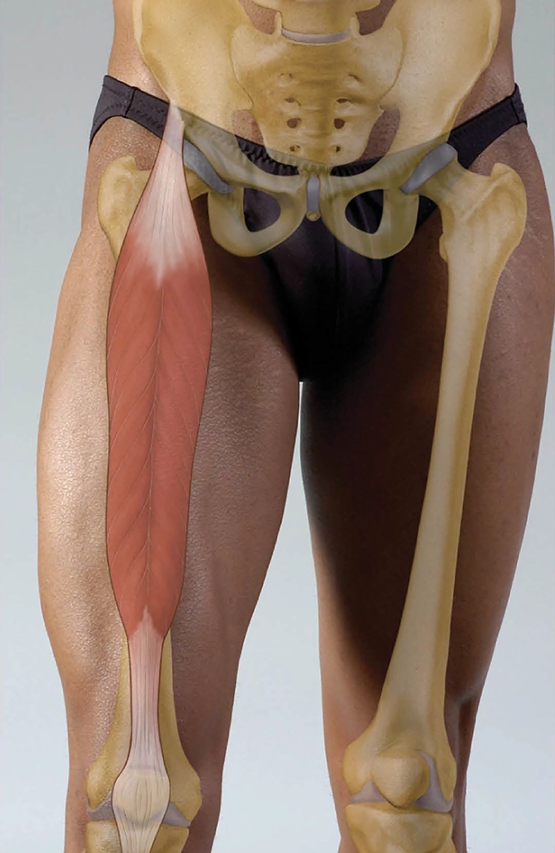 MA20_Rectus Femoris MA20_Rectus Femoris