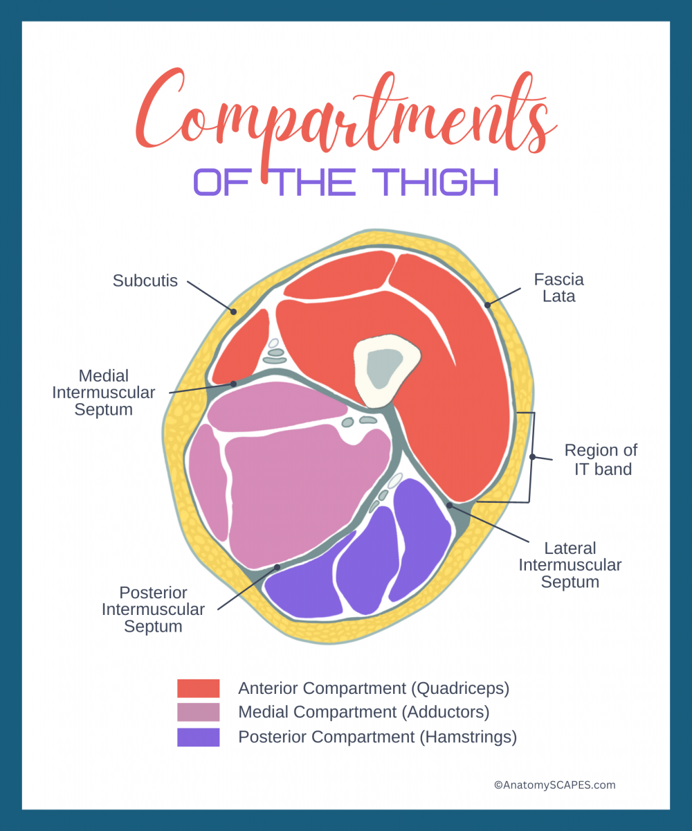 Anatomy for Touch Mar 2023 - ILLUSTRATION OF COMPARTMENTS Anatomy for Touch Mar 2023 - ILLUSTRATION OF COMPARTMENTS