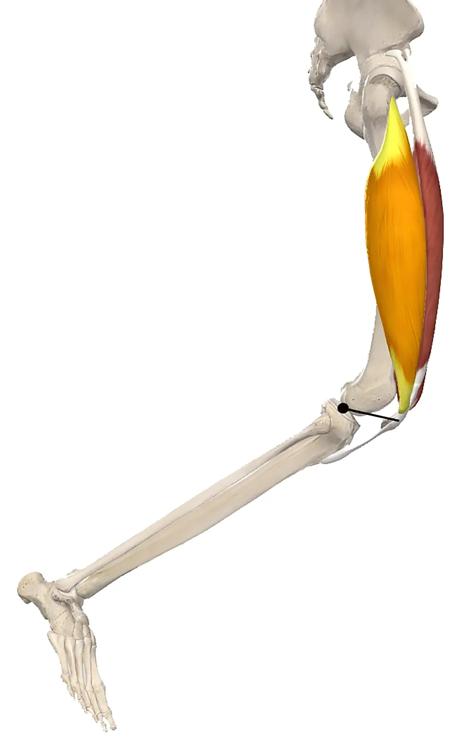 JA20_Grind Patellae1 JA20_Grind Patellae1