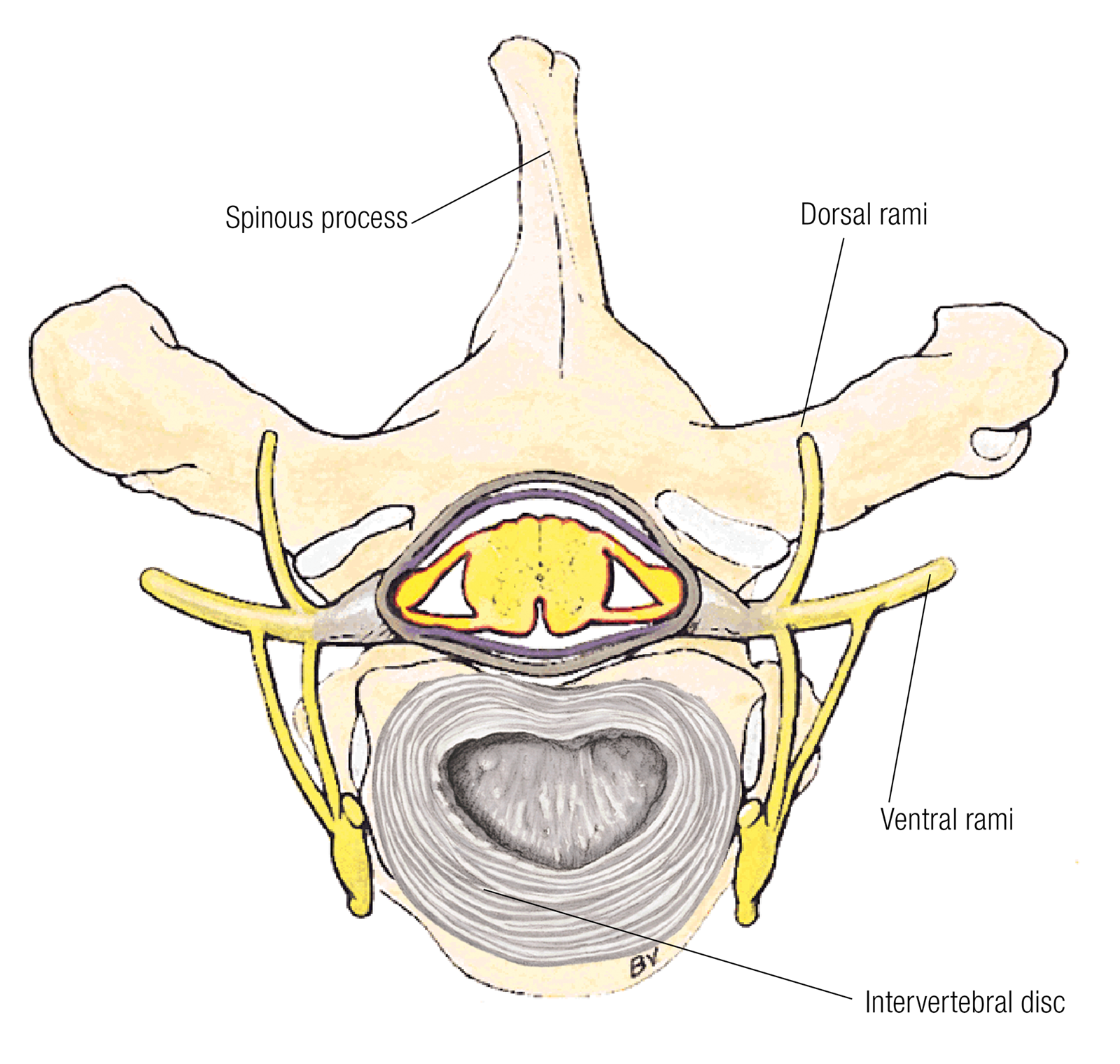 ND16_ScienceofNerves1