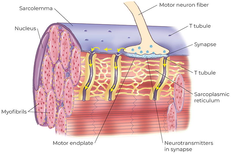 AUT_26_TissueTension7_800 AUT_26_TissueTension7_800