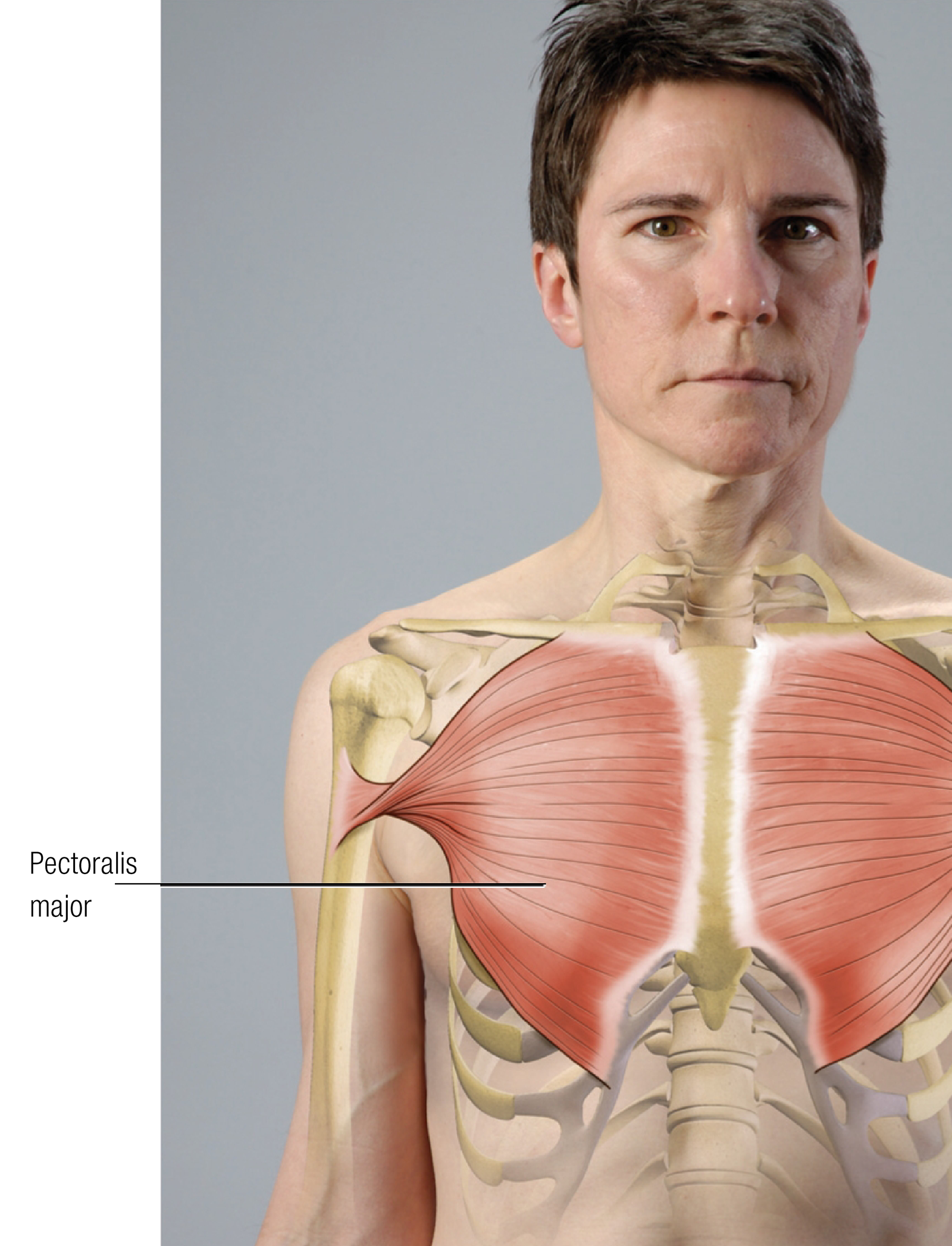 JF_15_FunctionalAnatomy1_1600 JF_15_FunctionalAnatomy1_1600
