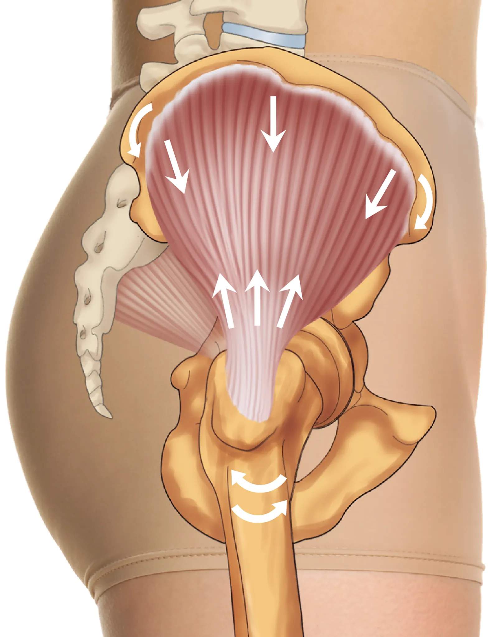 JA_15_GluteAnatomy2_1600