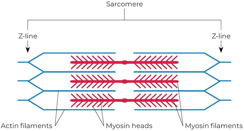 AUT_26_TissueTension4_800 AUT_26_TissueTension4_800