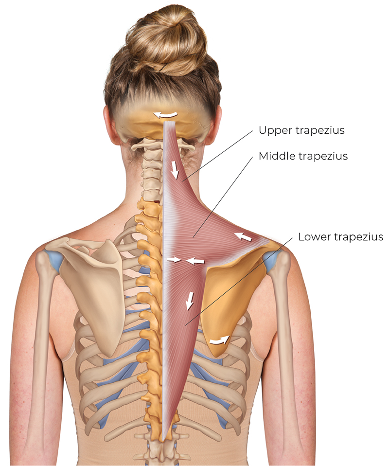 SP_26_StretchingNeck5_RightTrapezius_800