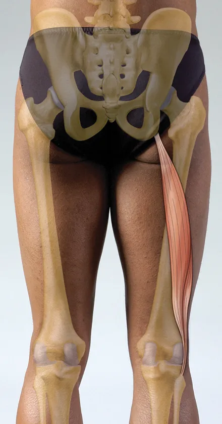 ND_14_FunctionalAnatomy_Main_440px ND_14_FunctionalAnatomy_Main_440px