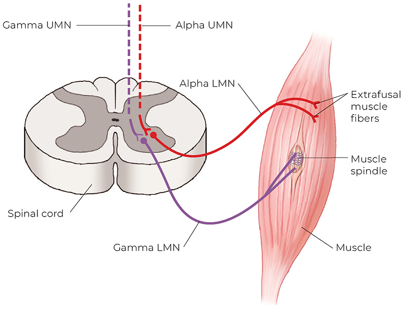 AUT_26_TissueTension1_800 AUT_26_TissueTension1_800
