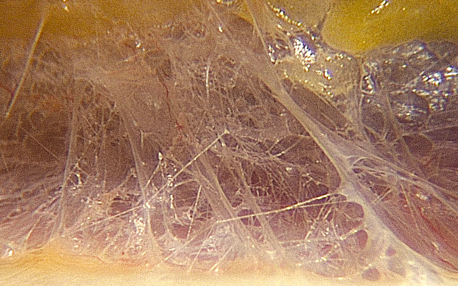 SO_16_DigitalExtra_Fascia6_1600