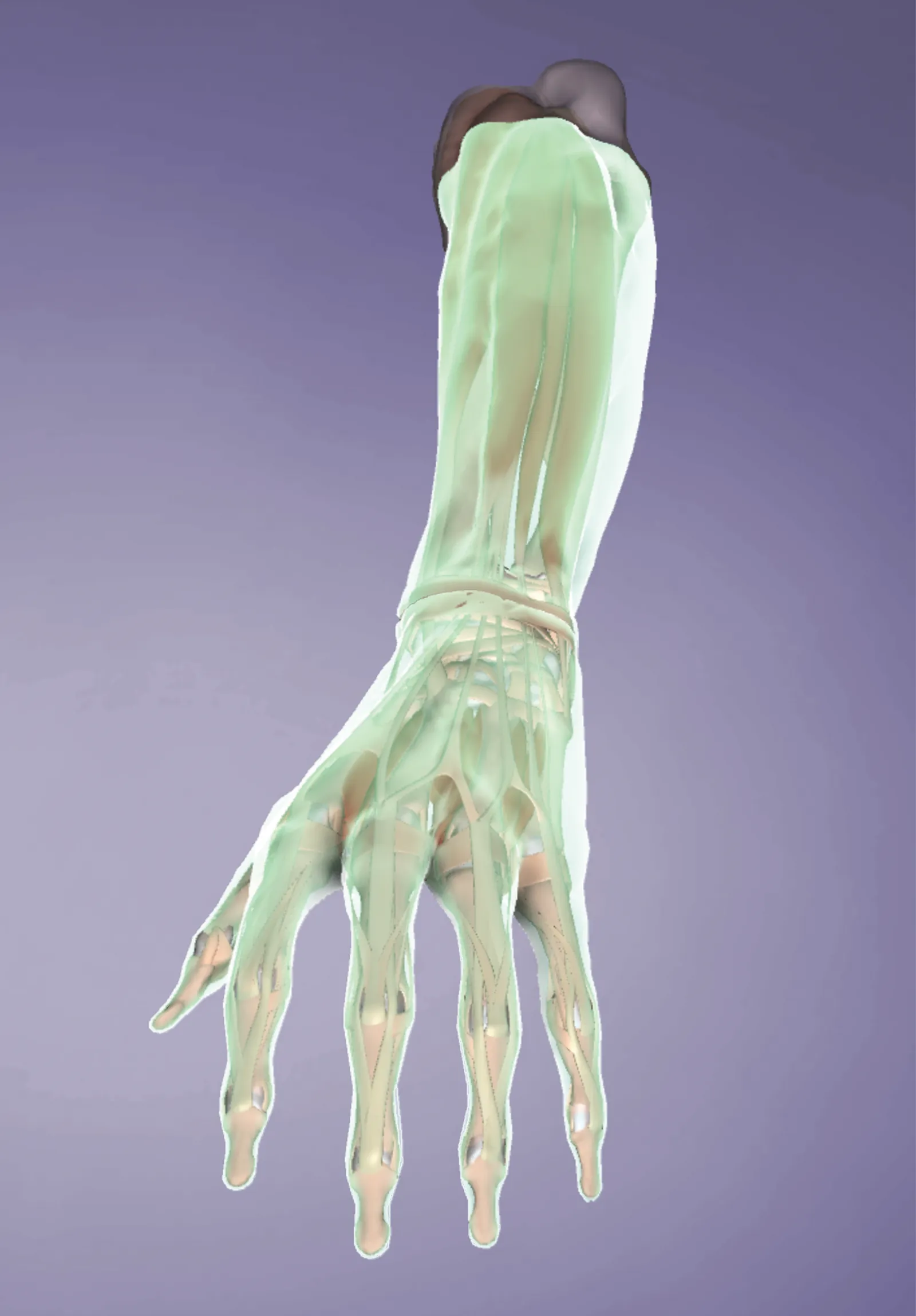 JA_14_Myofascial8_1600 JA_14_Myofascial8_1600