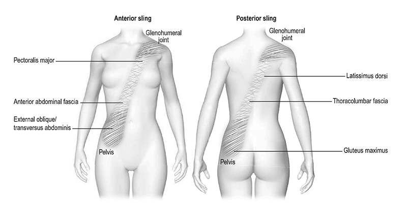 MA_19_FascialDysfunction2_800 MA_19_FascialDysfunction2_800