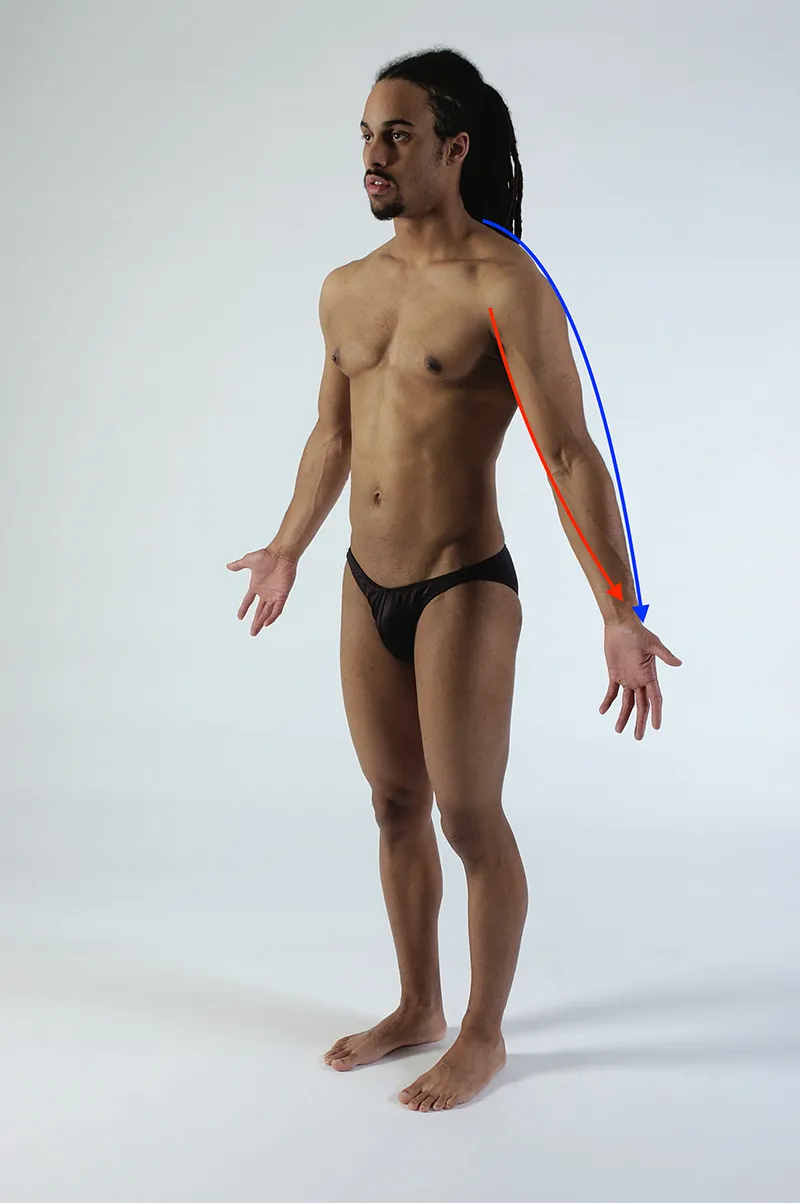 MJ_19_FunctionalAnatomy2_800