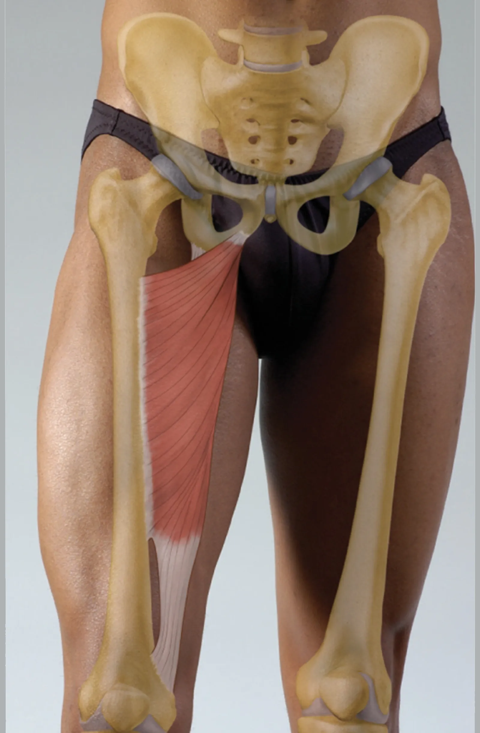 Adductor Magnus Teaser Image