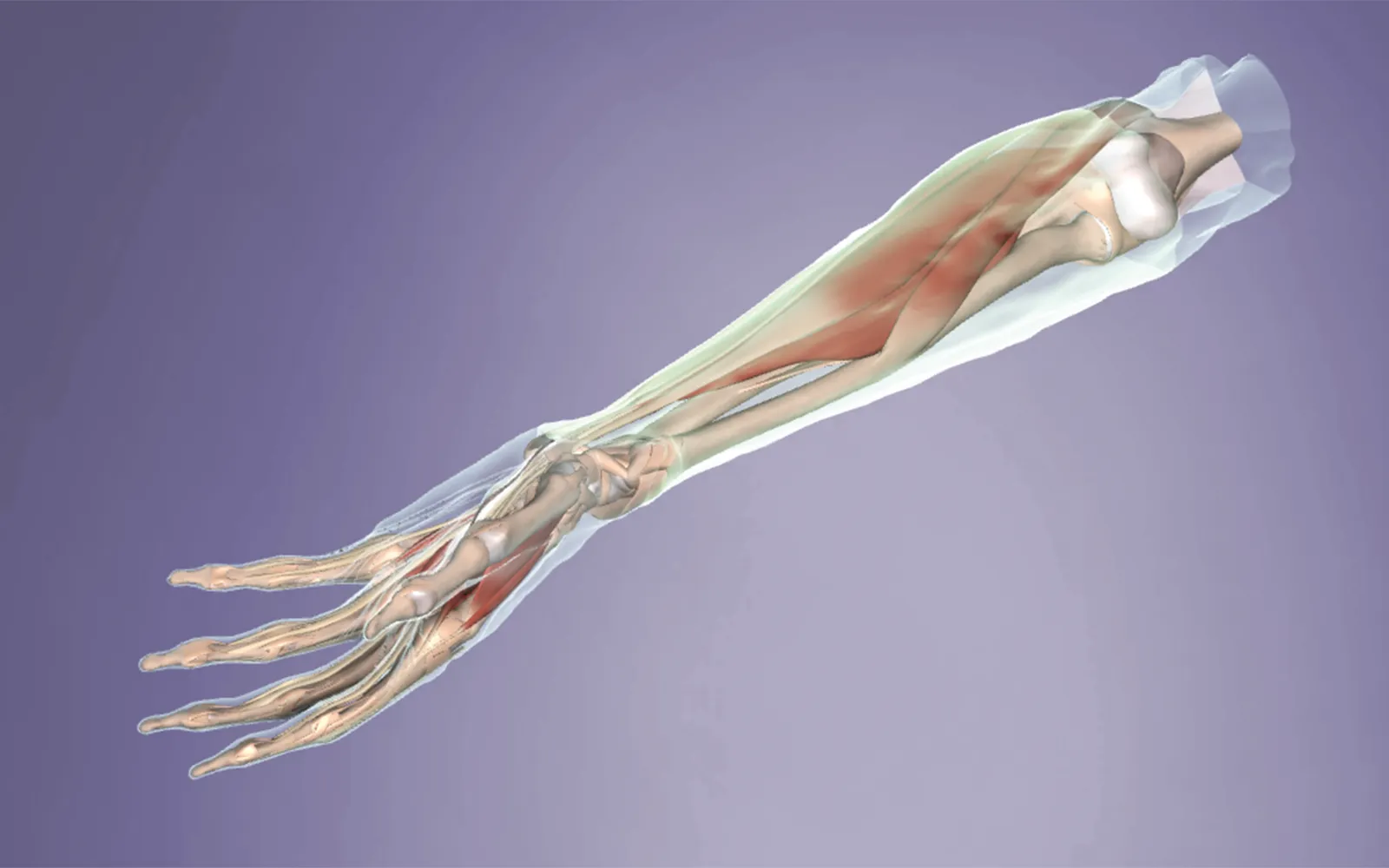 JA_14_Myofascial4_1600 JA_14_Myofascial4_1600