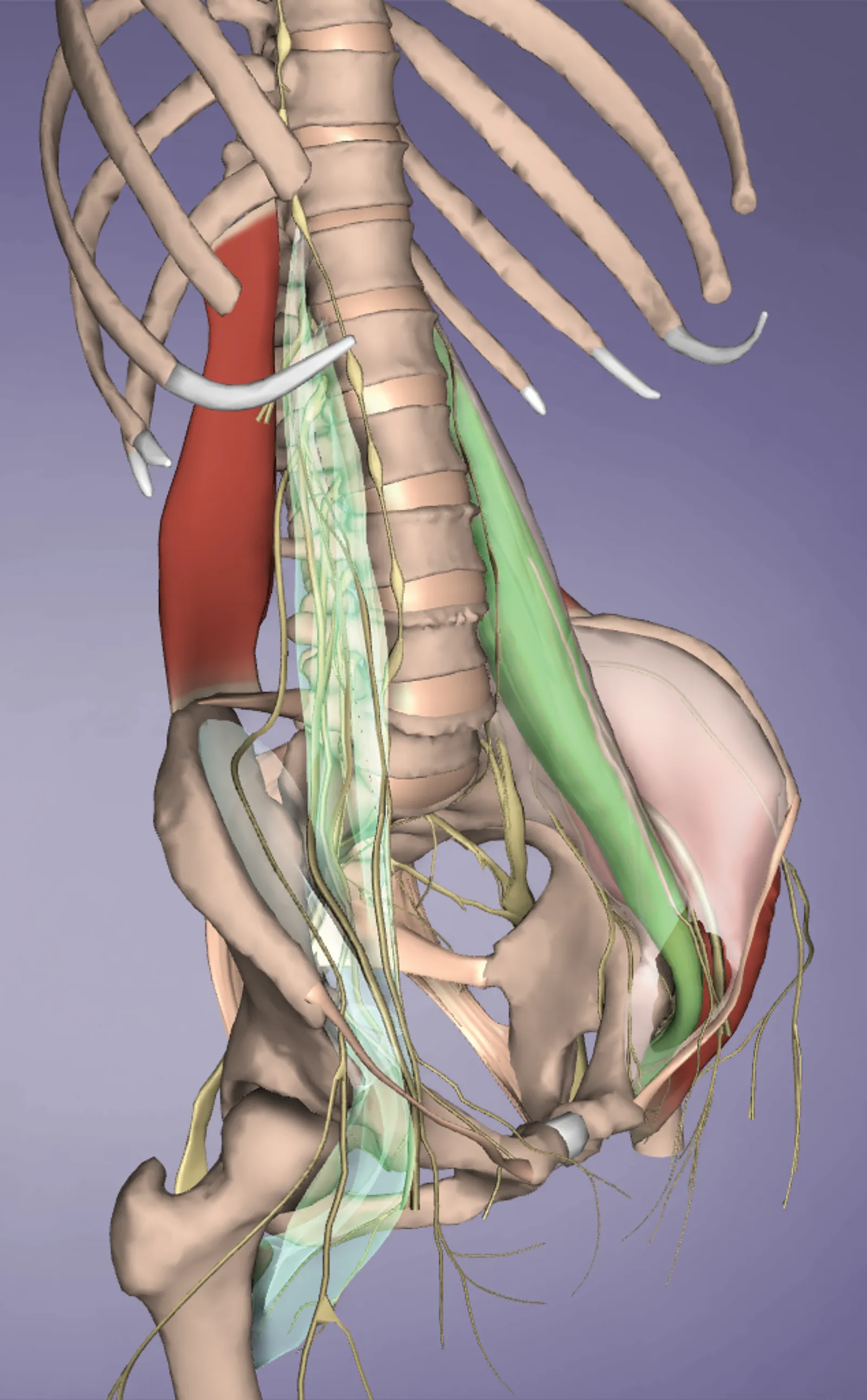 JA_15_MyofascialTil2_1600