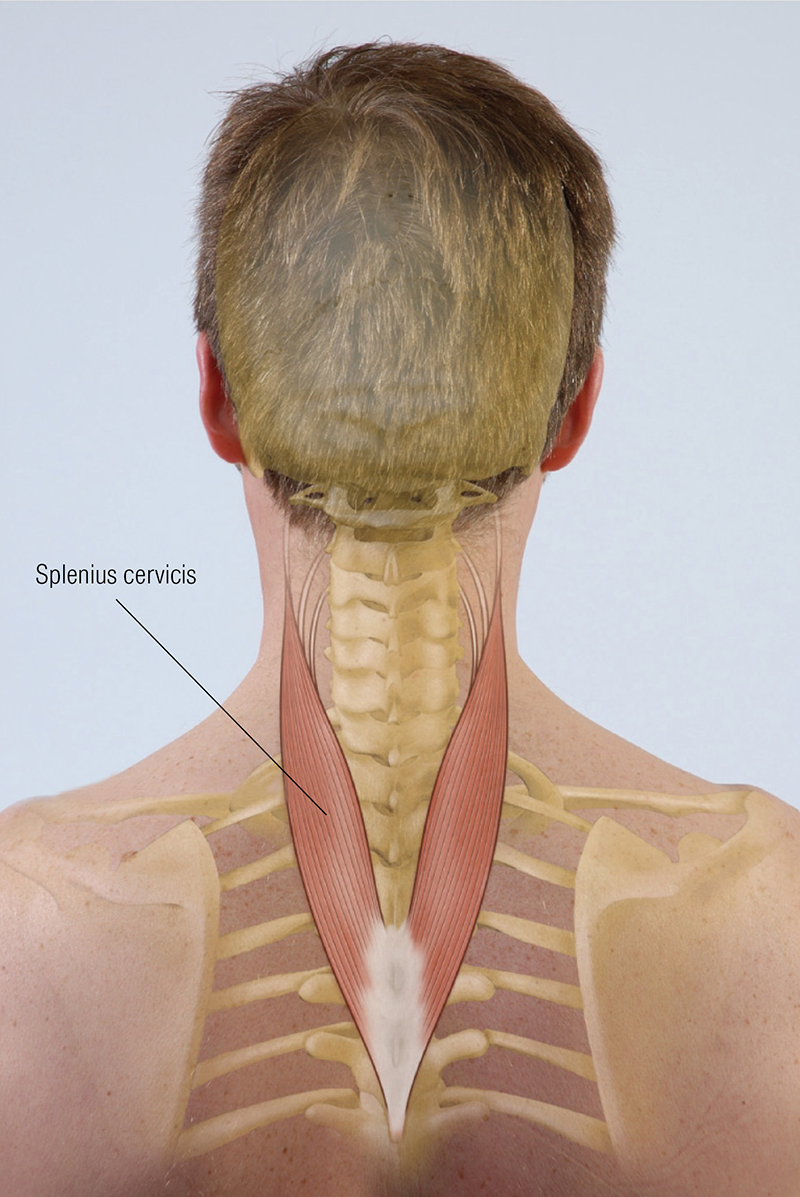 MJ20_Functional Anatomy Splenius Cervicis