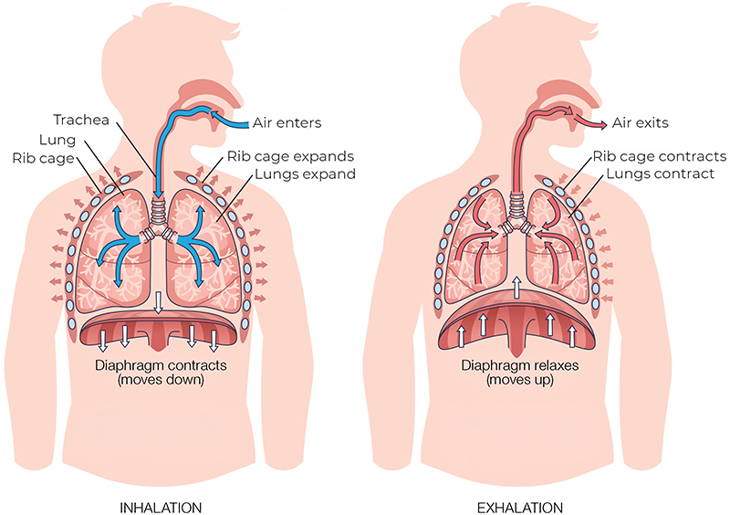 AUT_26_MyoskeletalAlignment1_DaltonMyoskeletal_800 AUT_26_MyoskeletalAlignment1_DaltonMyoskeletal_800