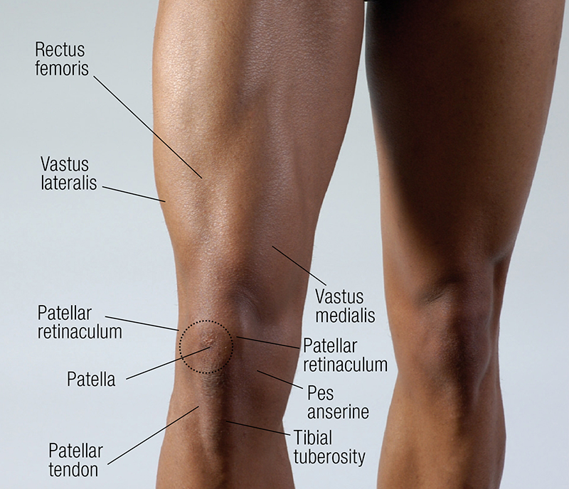 MA_19_FunctionalAnatomy1_800