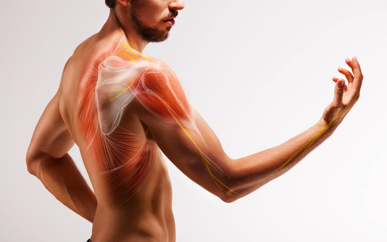 SO20_Overview of Muscle Path