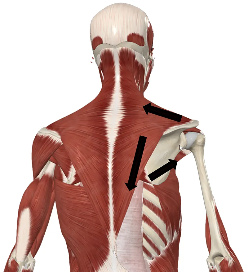 SUM_26_ClinicalExplorations3_SuppliedWhitneyLowe_800