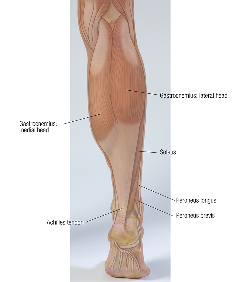 JA19_Gastrocnemius